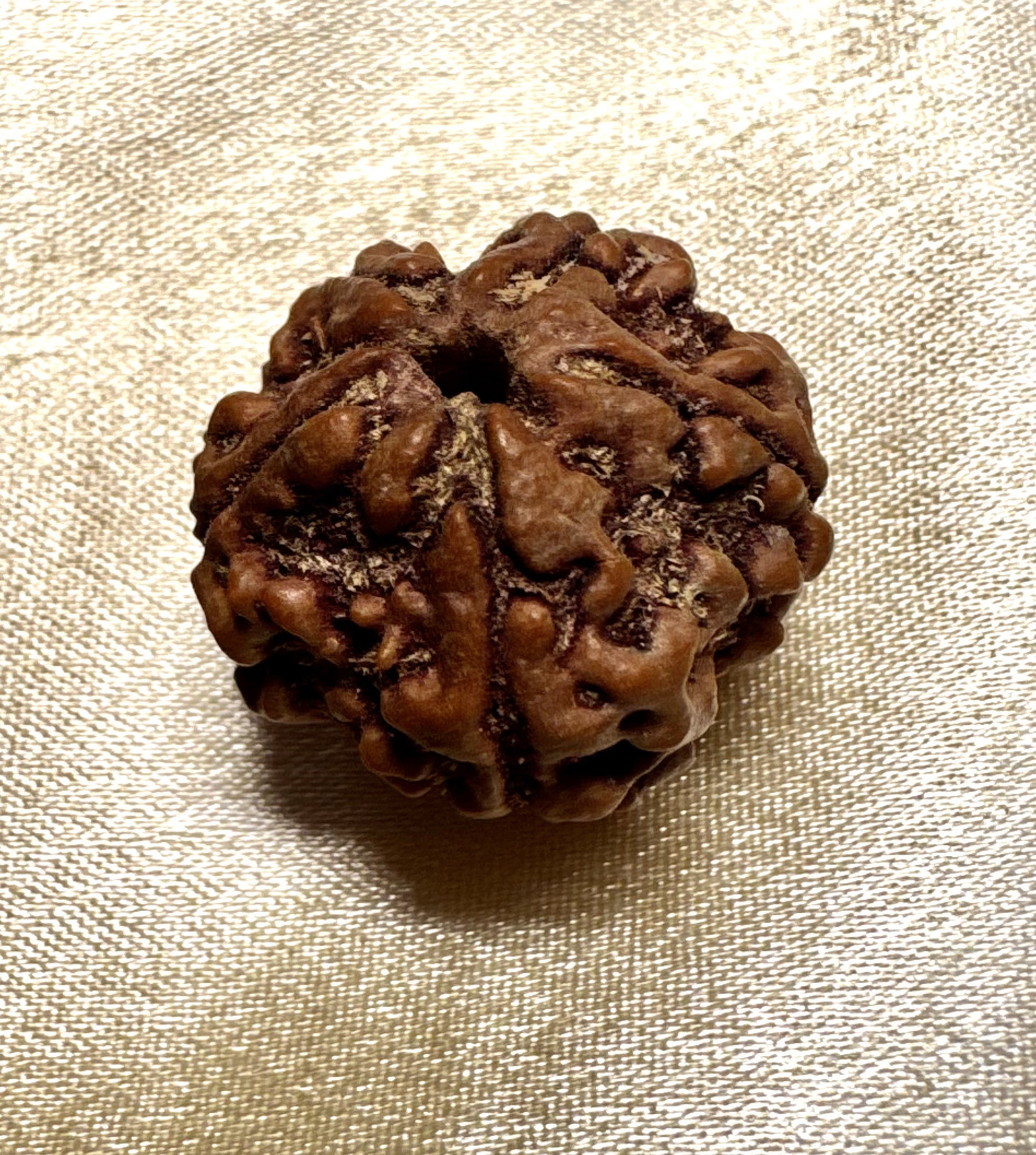 5 Mukhi Nepali Rudraksha thumbnail 3