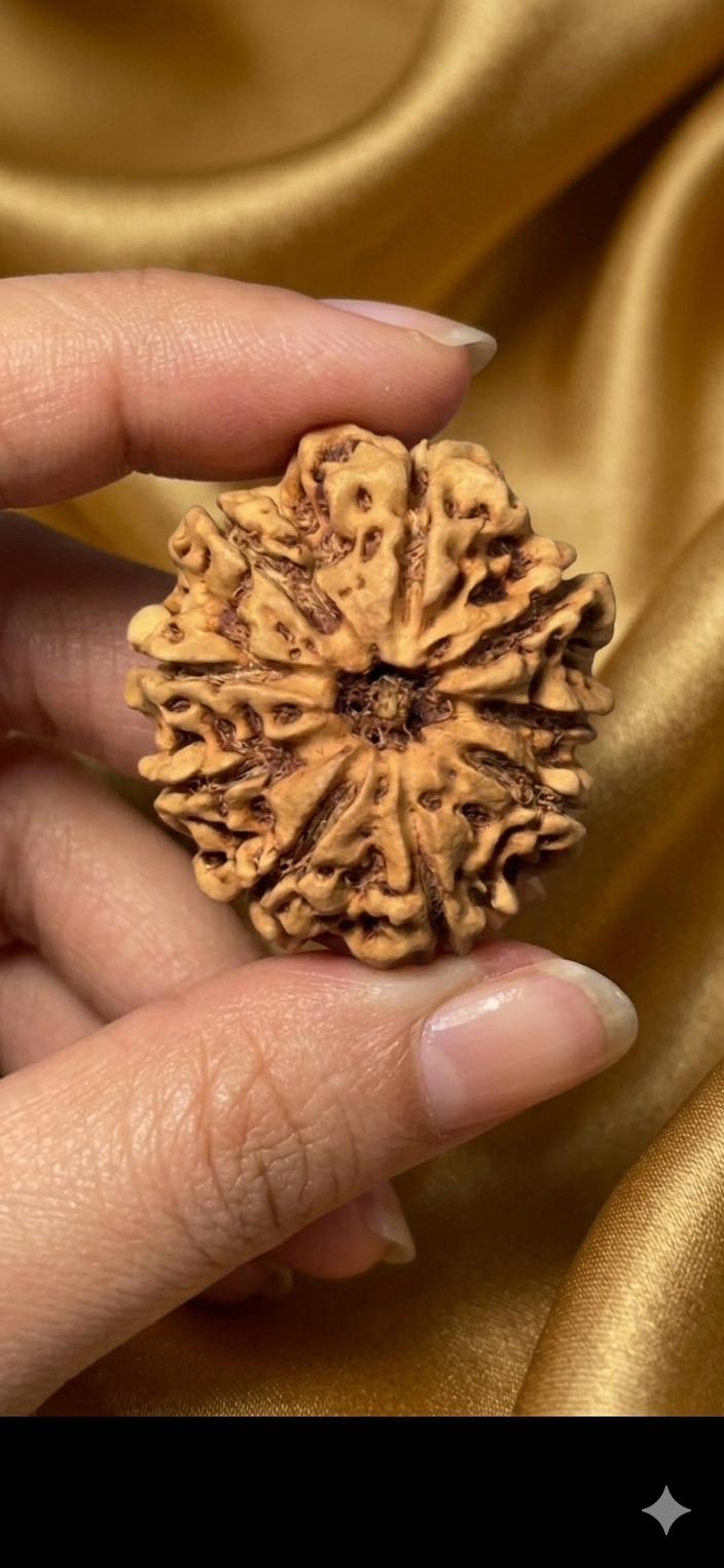 8 Mukhi Nepali Rudraksha - Rudraksha - Rudraa Ratna